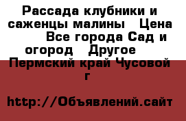 Рассада клубники и саженцы малины › Цена ­ 10 - Все города Сад и огород » Другое   . Пермский край,Чусовой г.